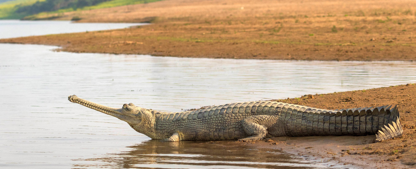 Ken Gharial